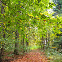 Herbstanfang im Lauenbrücker Wald