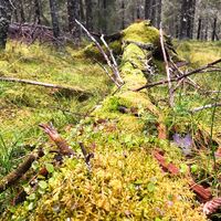 Lahopuu in Vuokatti