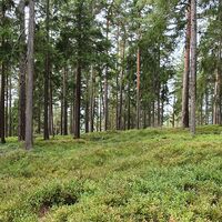 Meuraer Heide