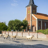 Schafe vor der Marienkapelle in Stiepelse