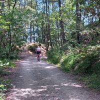 Vaj-Wald