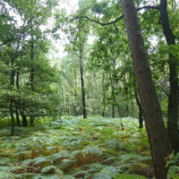 Farnbewachsene Lichtung