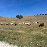 Almen Richtung Colle Lazarà