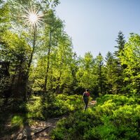 Offene Birkenwälder, sandige Böden und Heidelbeersträucher säumen den Wegabschnitt zur Teufelsmühle