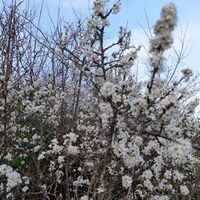 Flora, blühender Strauch