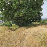 11.4 km Am großen Baum links halten