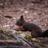 Eichhörnchen mit Nuss