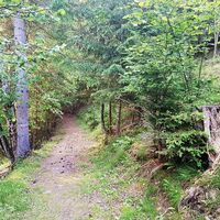 Waldweg der Untertaler Aussichtsrunde