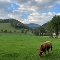 Kuh + Aussicht