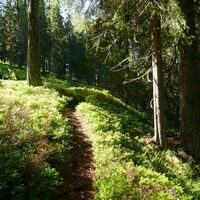 schön verläuft der Weg durch den Wald