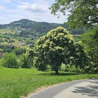 Downhill nach Schreinermühle