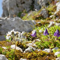 zwischen den Felsen absolute Flower-Power