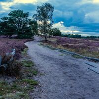 Westruper Heide - Heidekraut