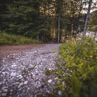 Scheffau_Hintersteiner See_Sommer_Waldweg