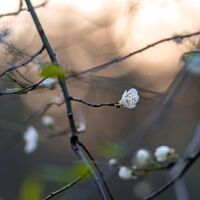 Frühlingserwachen bei der Kirschblüte