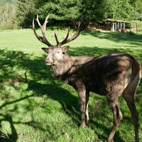 Spaziergang "Wildgehege" in Zell im Wiesental