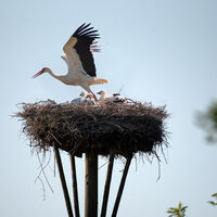 Storchennest Kranenburg