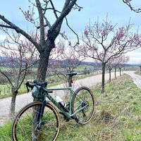 Gravelbike an Mandelblütenbaum in Sternenfels