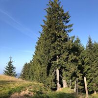 Gössigenhöchi