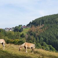 Koppel bei Meura