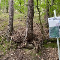 Naturschutzgebiet Steinige Ries