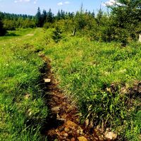 Erste Meter der Zschopau an deren Quellhang