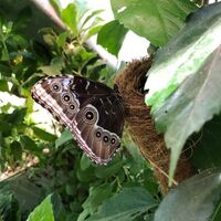Zauberhafte Schmetterlinge in der Schmetterlingwelt Tattendorf