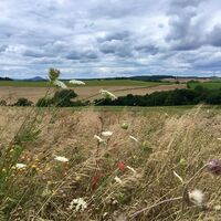 Quincunx Wanderweg Bebra Rotmilan 6