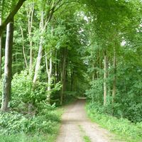 Schweichelner Wald