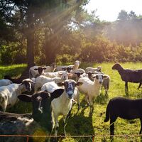 Wacholderheide Strüth-Welterod