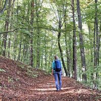 Der Weg führt auch durch den Wald