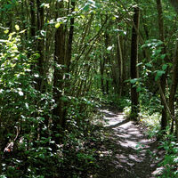 Idyllischer Waldweg