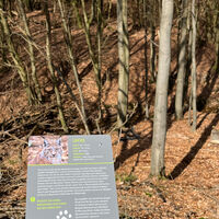 Luchs am Osterbach Naturpark Reinhardswald