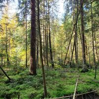 Naturwald am Grünen Band