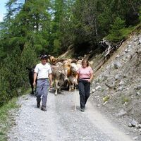 Alpaufzug im Val Chamuera