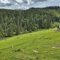 Weideflächen auf der Stubalm