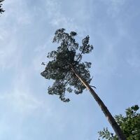 RI15 Schullandheim Route Riesiger Baum