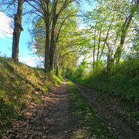 Hohlweg bei Seedorf – Zugang zum Waldgebiet Goldberg (Landkreis Uelzen)