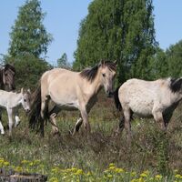 Wildpferde in der Oranienbaumer Heide