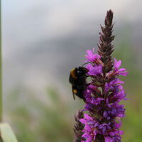 Hummel