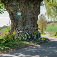 Alte_Linde
