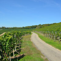 tegerfelden-weg-durch-die-reben