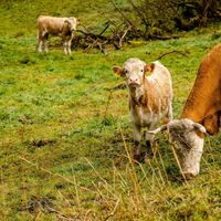 Im kleinen Enztal und im Kälbertal trifft man hin und wieder weidende Rinder samt Kälber an