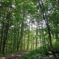 Waldweg beim Kocher