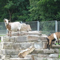 Das Tiergehege der Stadt Greiz
