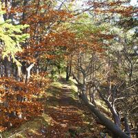 am Kaschlsteig