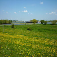 Rheinwiesen mit Schiff