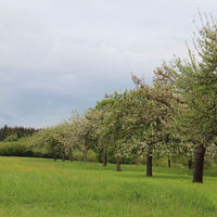 Streuobstwiesen