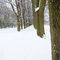 Verschneiter Weg auf den Wallanlagen Gardelegen