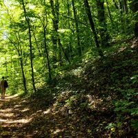 Waldweg - Meiningen